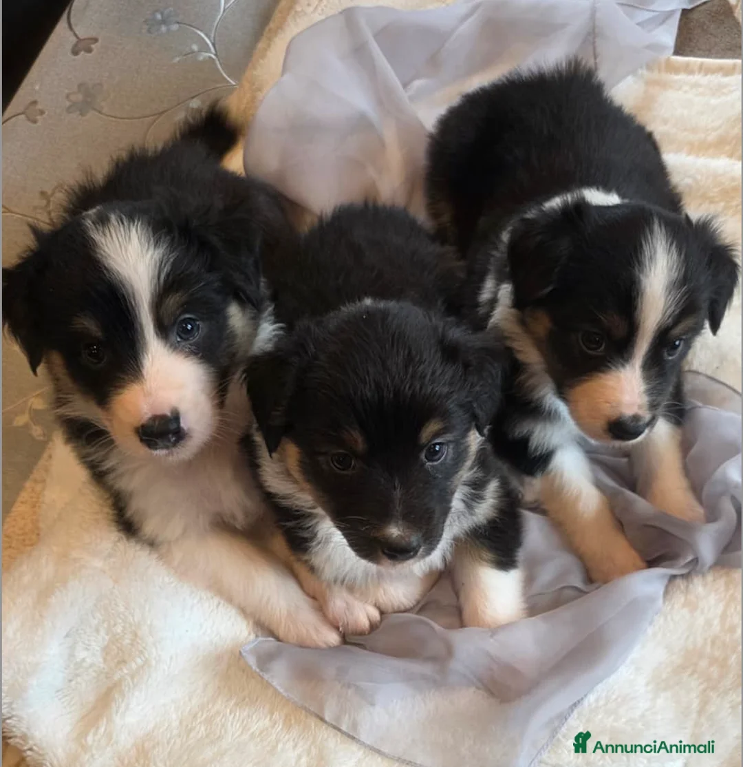 Australian Shepherd cani in vendita: Cuccioli Australian Shepherd - Annuncio 13