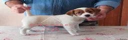 Jack Russell cani in vendita: Cucciolata Jack Russelle Terrier con Pedigree - Annuncio 6