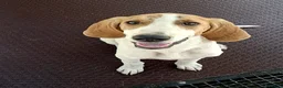Meticcio cani in regalo: Cucciolo 6 mesi taglia media - Annuncio 3