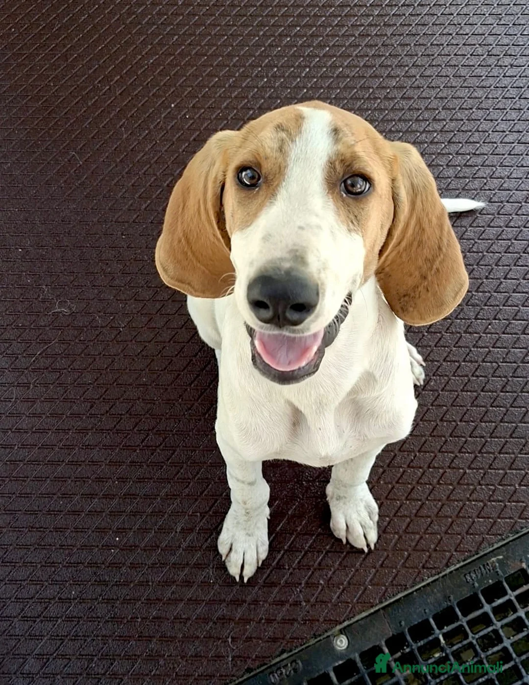 Meticcio cani in regalo: Cucciolo 6 mesi taglia media - Annuncio 3