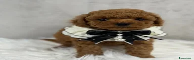 Barboncino Toy Cucciolo 2
