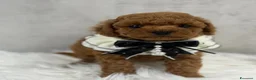Barboncino Toy cani in vendita: Adorabili cuccioli di barboncino toy - Annuncio 17