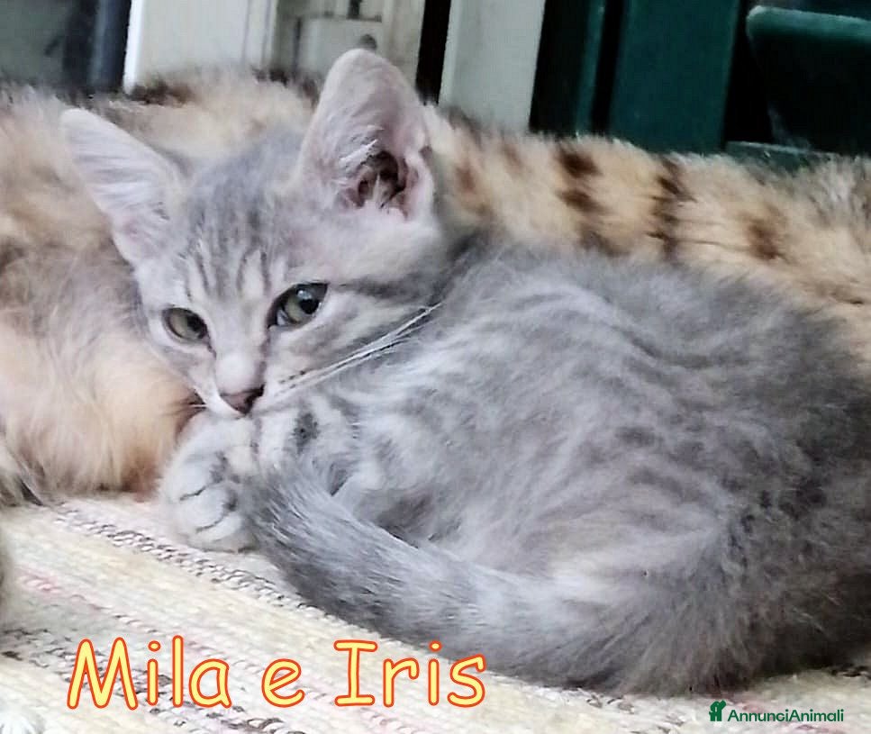 Europeo gatti MILA E IRIS GATTINE DI DUE MESI - Annuncio 2