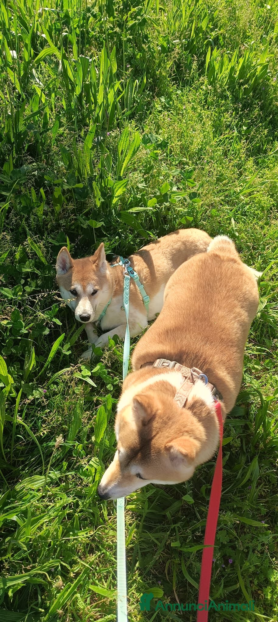 Shiba Inu cani Vendo coppia Shiba Inu madre e figlia - Annuncio 1