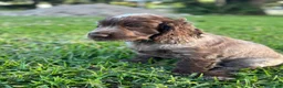 Cocker cani in vendita: Prenotazioni cuccioli di English Cocker Spaniel  a Provincia di Cosenza - Annuncio 22
