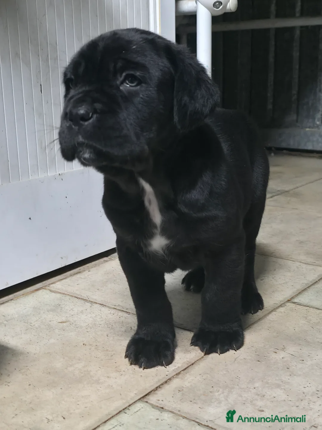 Mastino Napoletano cani in vendita: Cuccioli di Mastino Napoletano - Annuncio 27