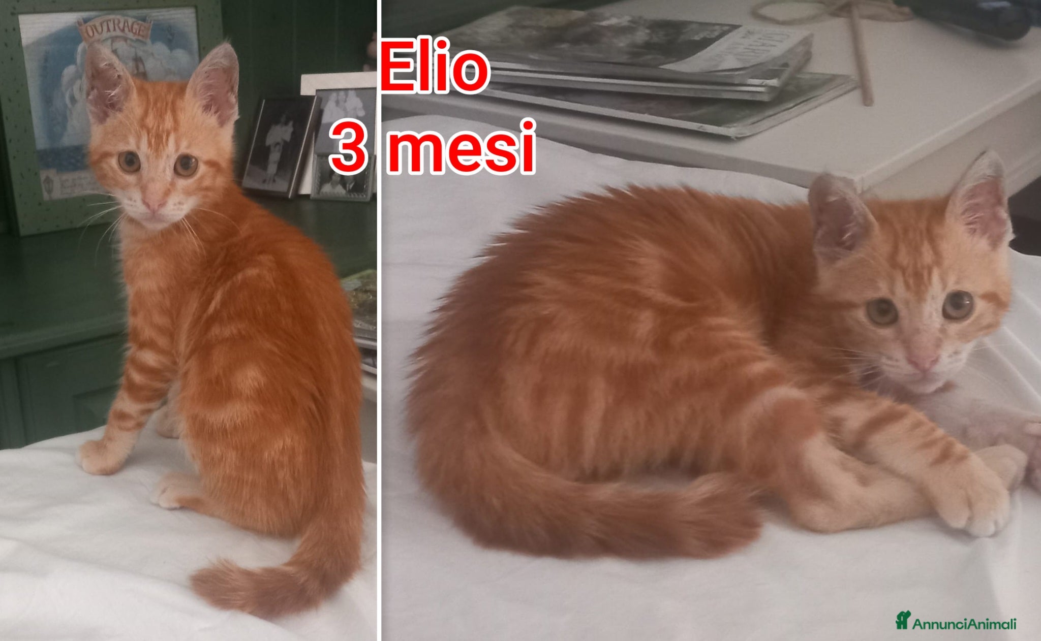 Meticcio gatti in regalo: TANTI MICINI SOLI! a Provincia di Vicenza - Annuncio 4