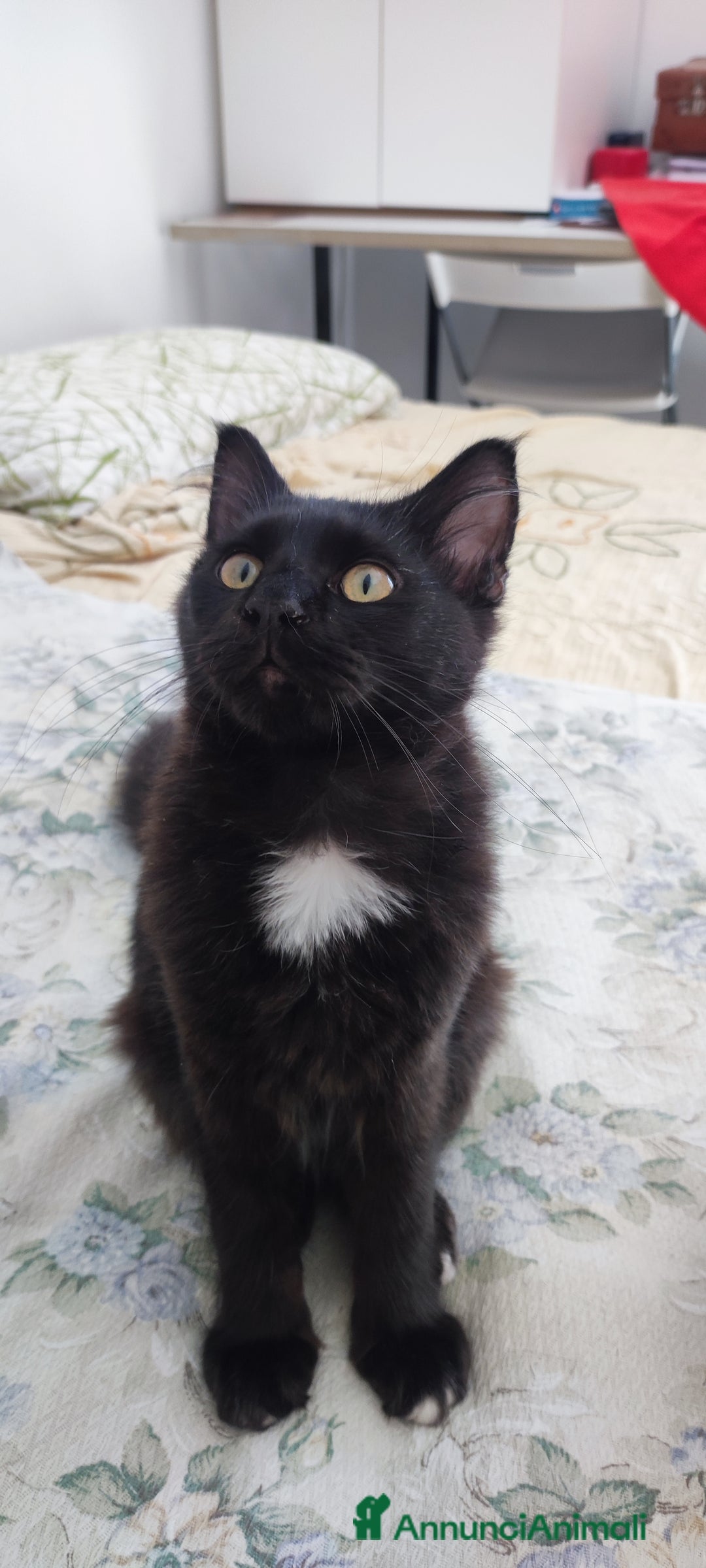 Norvegese gatti in vendita: Norvegese nero e calico - Annuncio 6