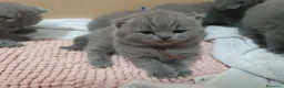 British gatti in vendita: Cuccioli British Shorthair  - Annuncio 4