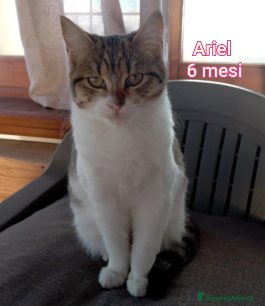 Europeo gatti in regalo: GATTINI ABBANDONATI: URGENTE  - Annuncio 11