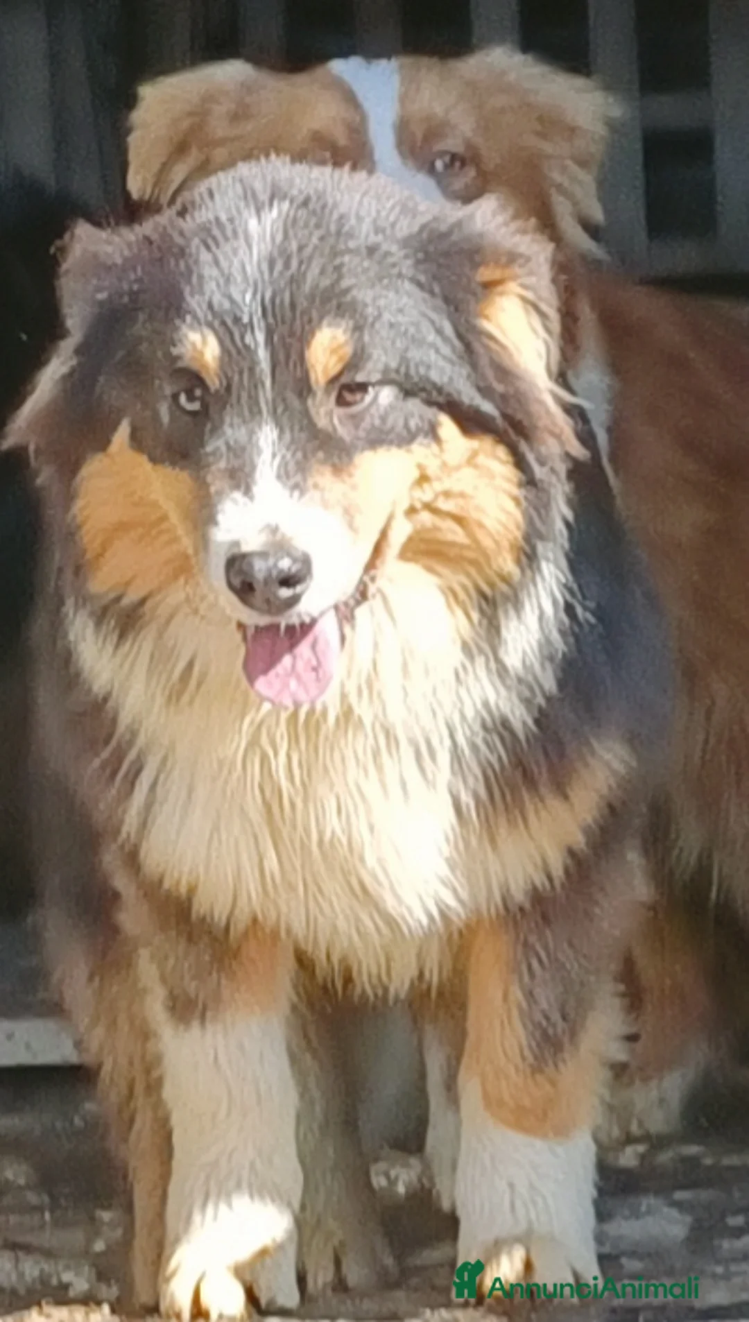 Australian Shepherd cani in vendita: Cuccioloni di pastore australiano con pedigree  - Annuncio 2
