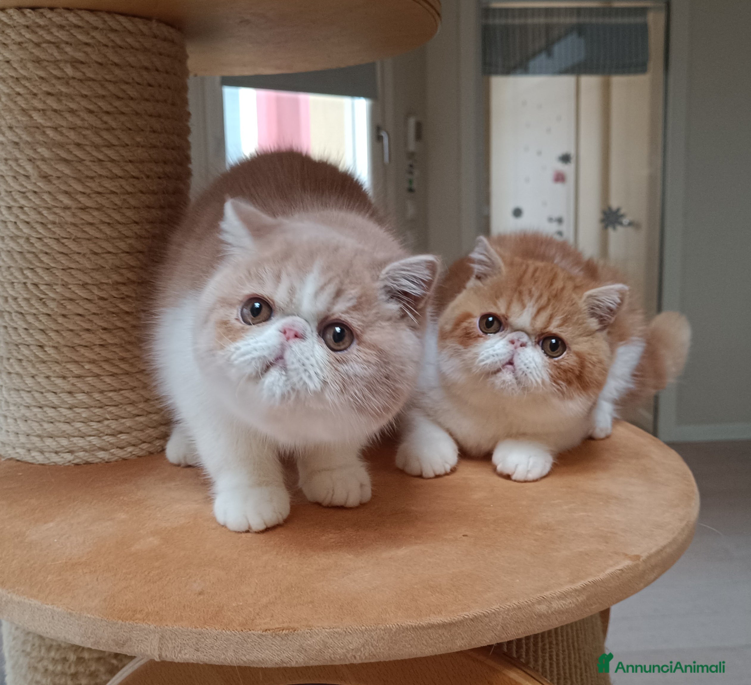 Exotic Shorthair gatti Cuccioli di razza Exotic Shorthair  - Annuncio 1