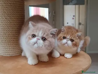 Exotic Shorthair gatti Cuccioli di razza Exotic Shorthair - Annuncio 1