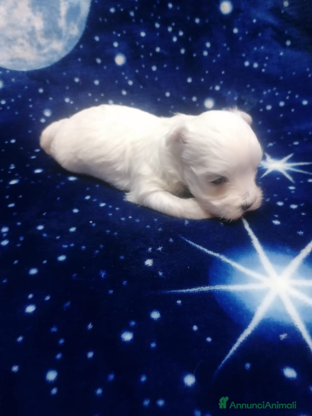 Maltese cani in vendita: Maltese cuccioli - Annuncio 17