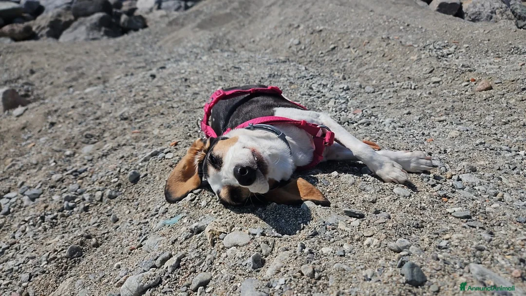 Meticcio cani in regalo: Cuccioli cercano urgentemente famiglia  a Provincia di Monza e della Brianza - Annuncio 2