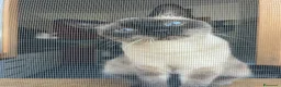 Siamese gatti in vendita: Gattini siamesi - Annuncio 2