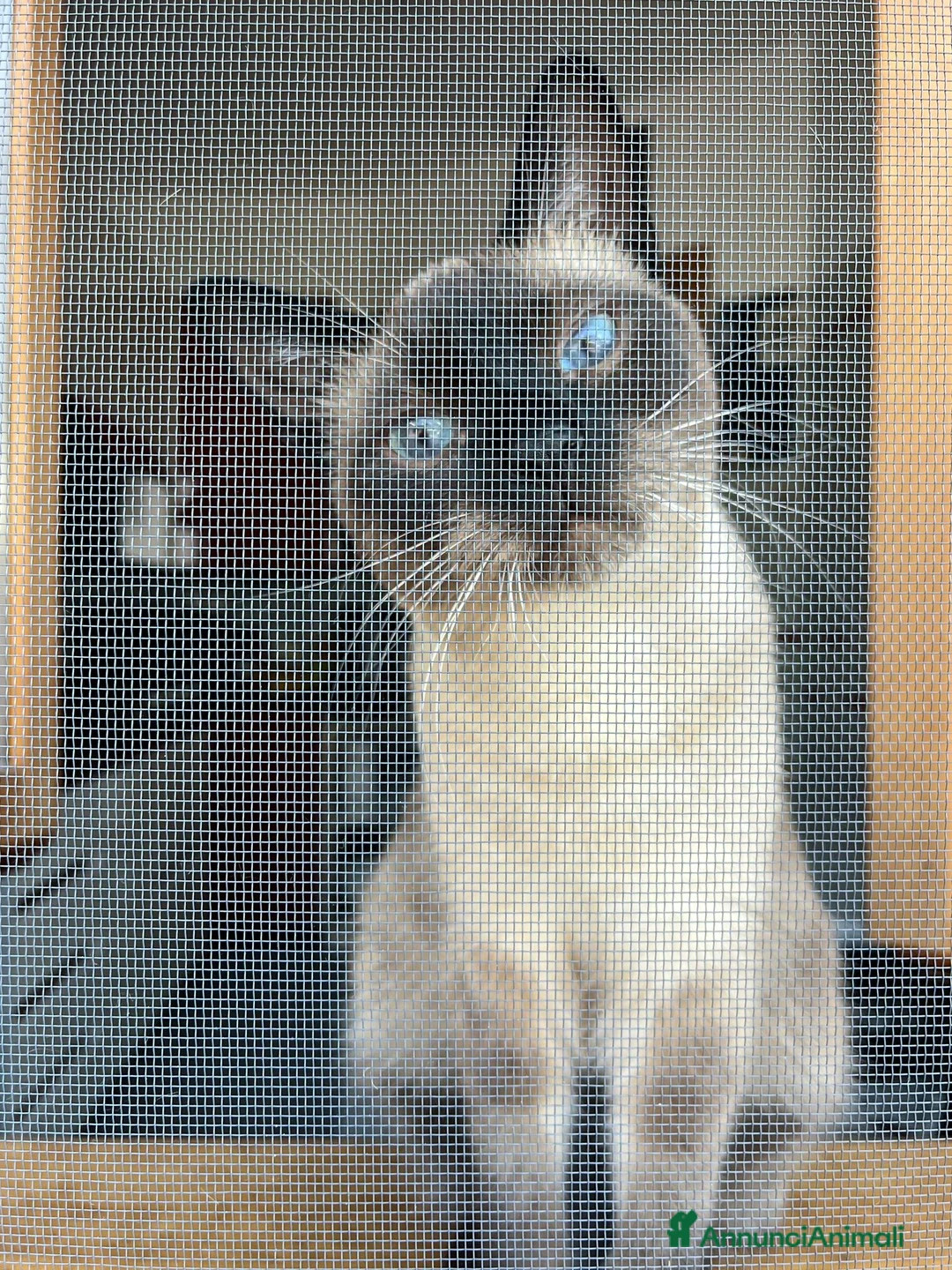 Siamese gatti in vendita: Gattini siamesi - Annuncio 2