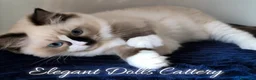 Ragdoll gatti in vendita: Ragdoll disponibile - maschio  - Annuncio 3