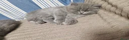 British gatti in vendita: 4 cuccioli di britsh longhair  - Annuncio 2
