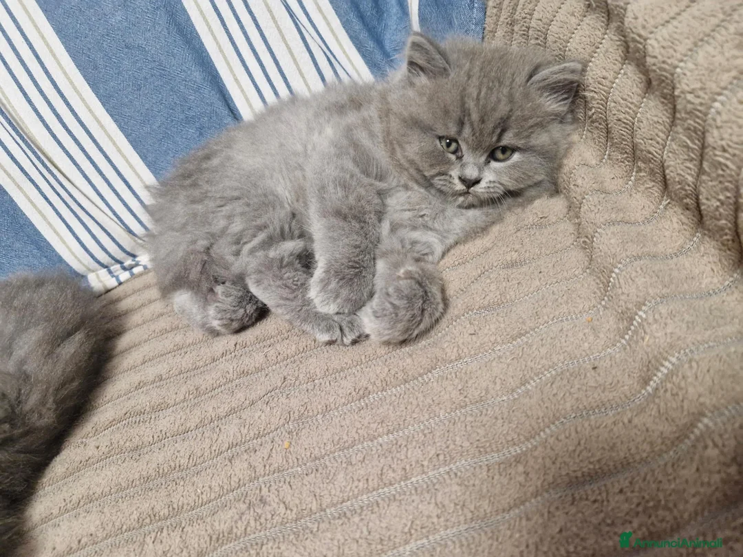 British gatti in vendita: 4 cuccioli di britsh longhair  - Annuncio 2