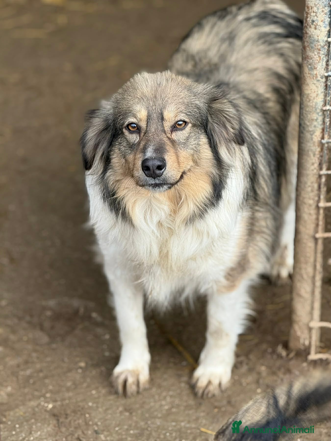 Meticcio cani PERSIA, buona come il pane chiusa in rifugio - Annuncio 1
