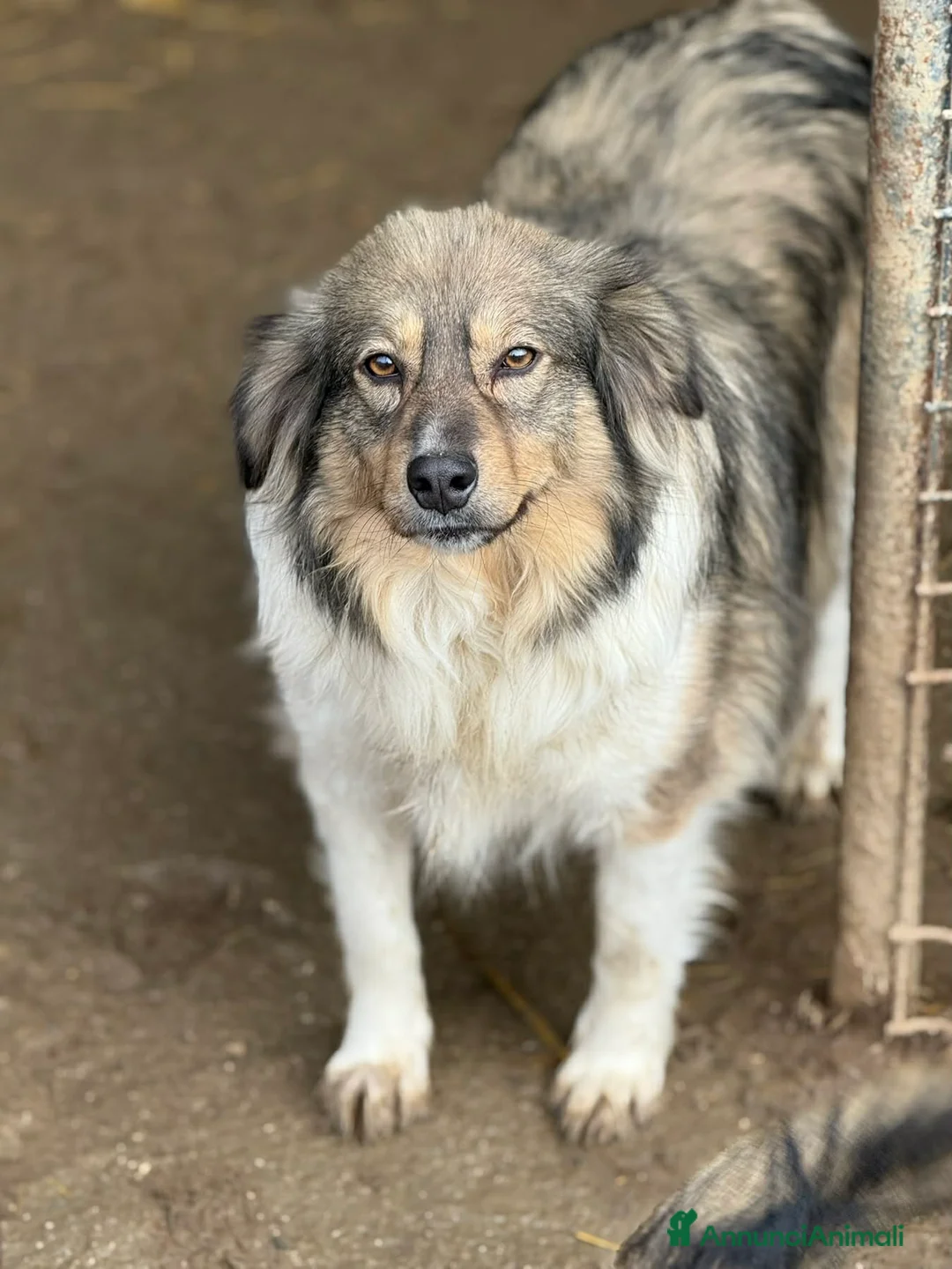 Meticcio cani in regalo: PERSIA, buona come il pane chiusa in rifugio - Annuncio 1