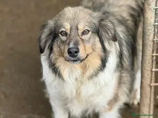 Meticcio cani PERSIA, buona come il pane chiusa in rifugio - Annuncio 1