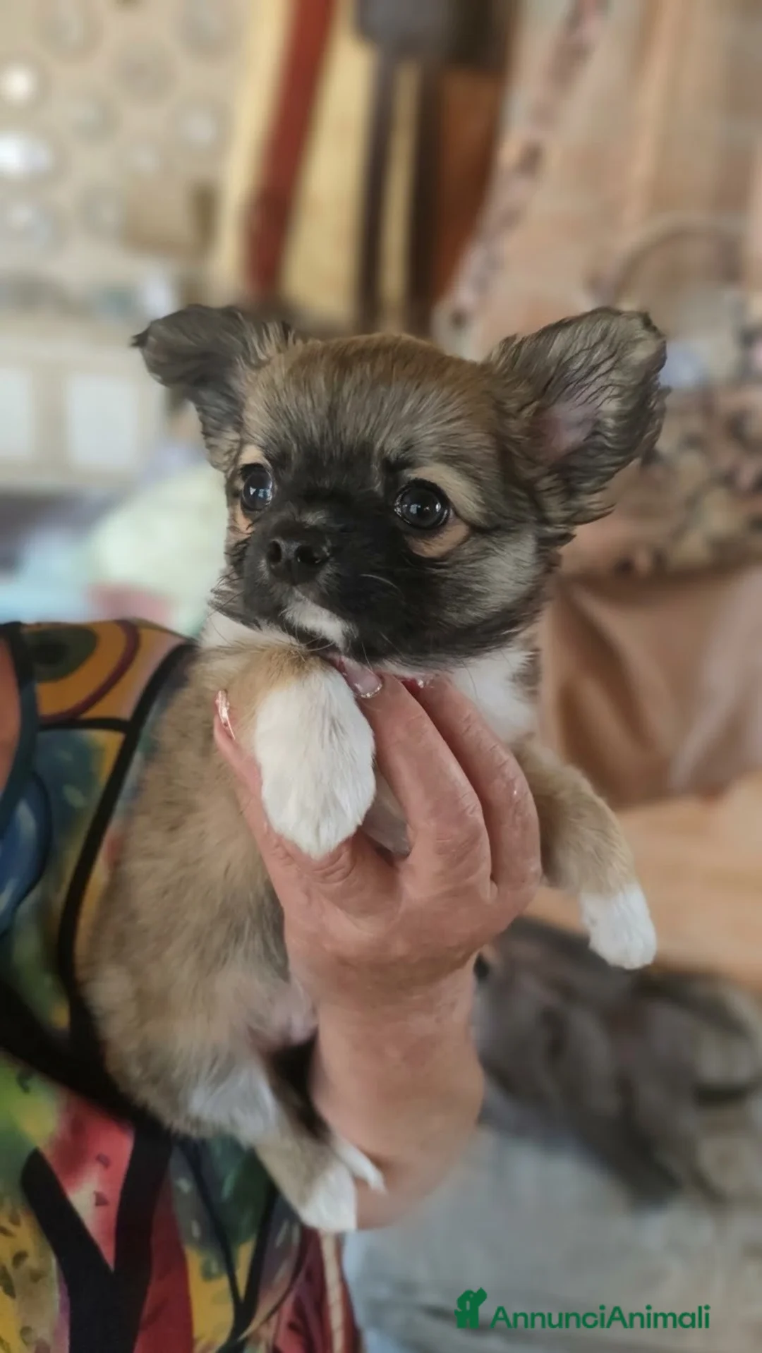 Chihuahua cani in vendita: Pepe, dolcissimo chihuahua a pelo lungo  - Annuncio 1