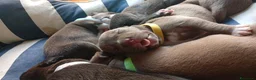Pitbull cani in vendita: Vendo  - Annuncio 10