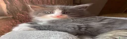 Norvegese gatti in vendita: Gattino cucciolo di gatto norvegese delle foreste a Provincia di Parma - Annuncio 1