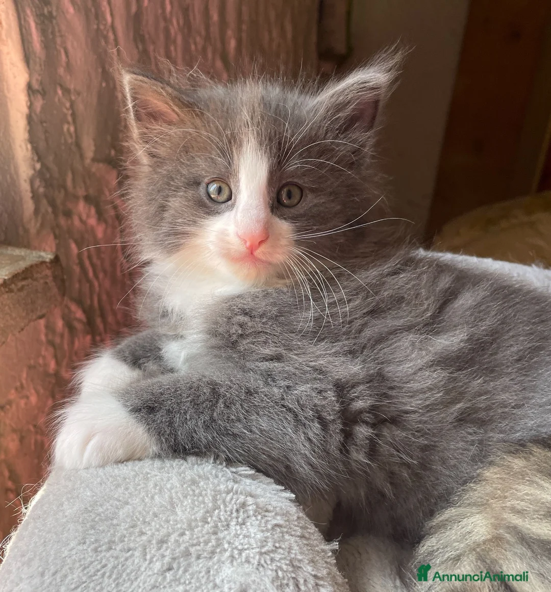 Norvegese gatti in vendita: Gattino cucciolo di gatto norvegese delle foreste a Provincia di Parma - Annuncio 1