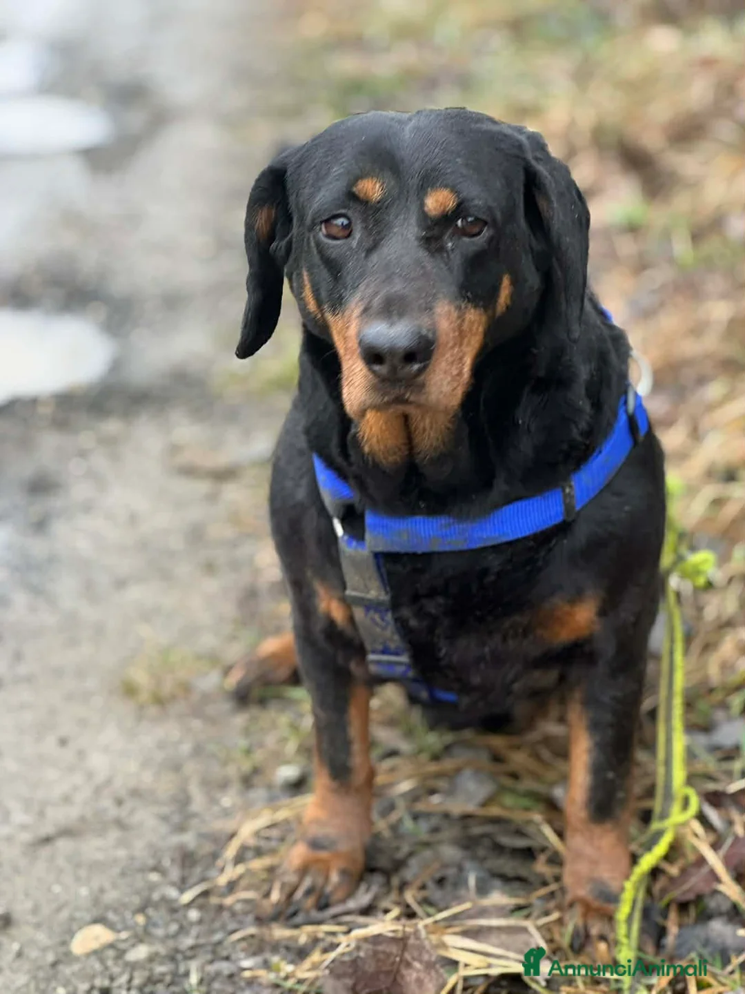 Meticcio cani in regalo: RORY, segugiotta TENERISSIMA in rifugio! - Annuncio 2
