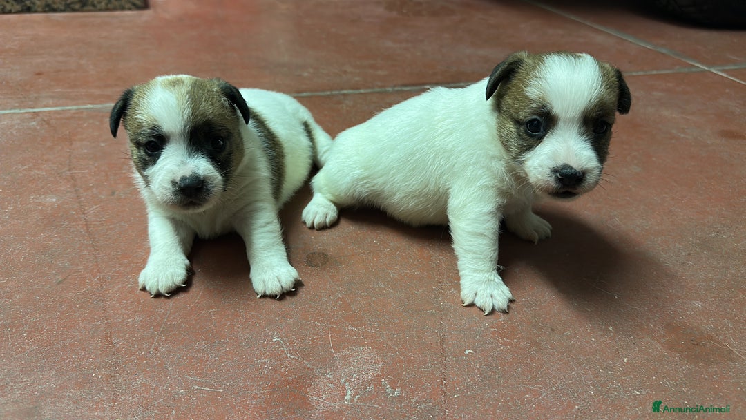 Jack Russell cani in vendita: Cuccioli di Allevamento Jack Russel Abruzzo a Provincia di Pescara - Immagine 2