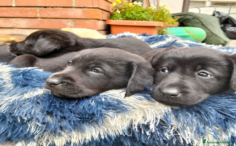 Labrador cani cuccioli Labrador  - Annuncio 1