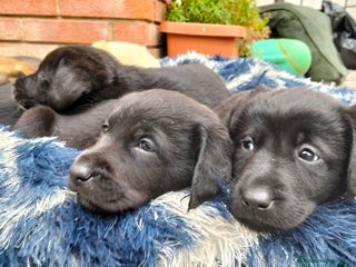 Labrador cani cuccioli Labrador - Annuncio 8