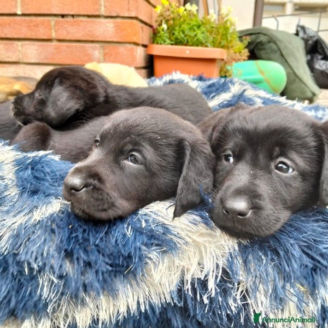 Labrador cani - Annuncio 1