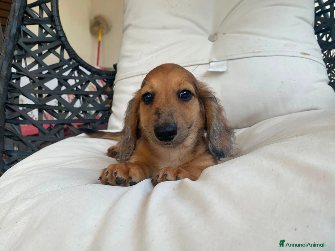 Bassotto Nano cani in vendita: Cucciolo di Bassotto Nano a Pelo Lungo a Città Metropolitana di Torino - Annuncio 7
