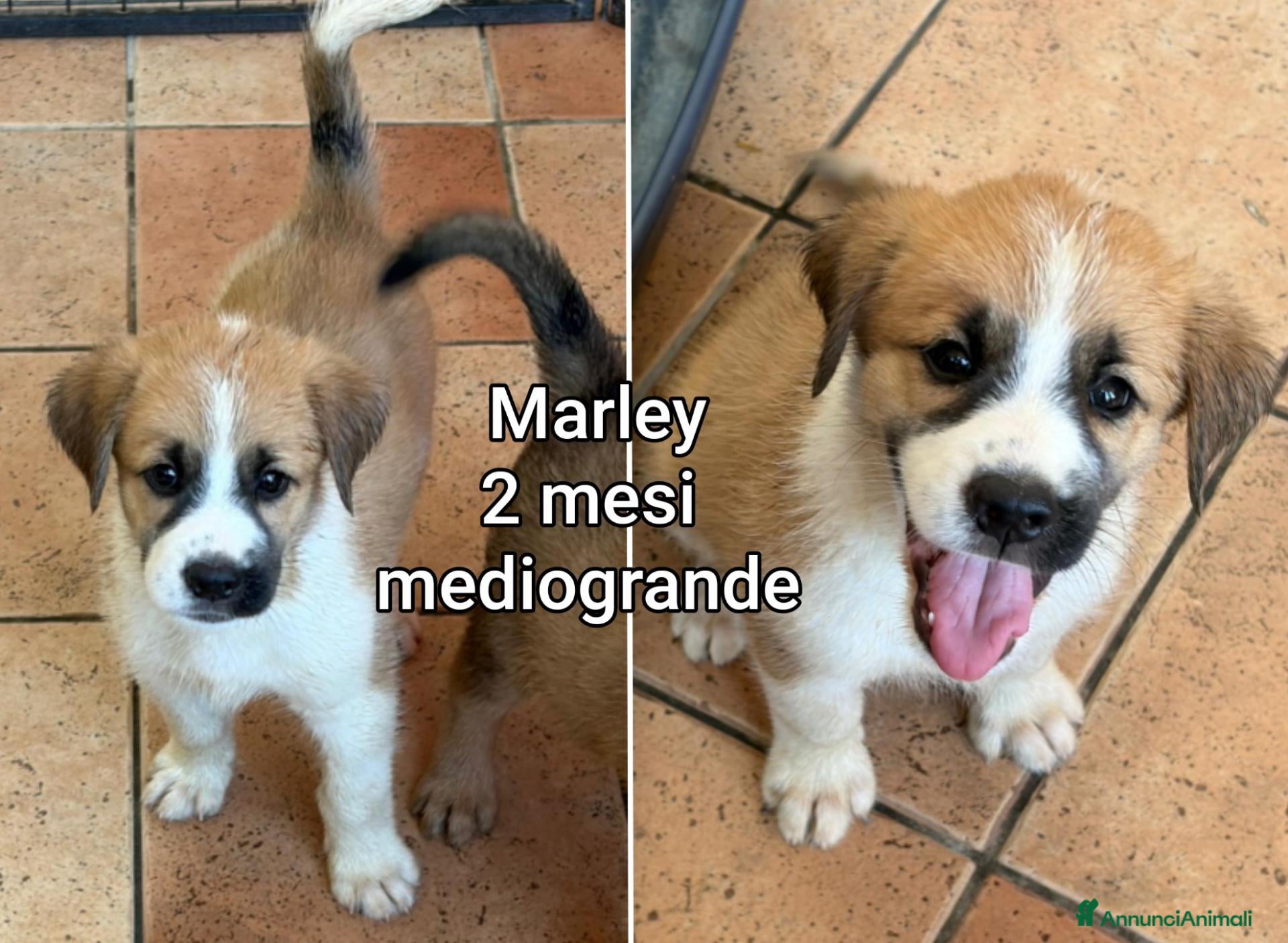 Meticcio cani CUCCIOLI SOLI ED ESCLUSI  - Annuncio 24