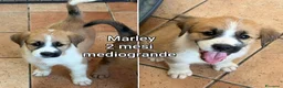 Meticcio cani in regalo: CUCCIOLI SOLI ED ESCLUSI  a Città Metropolitana di Genova - Annuncio 1