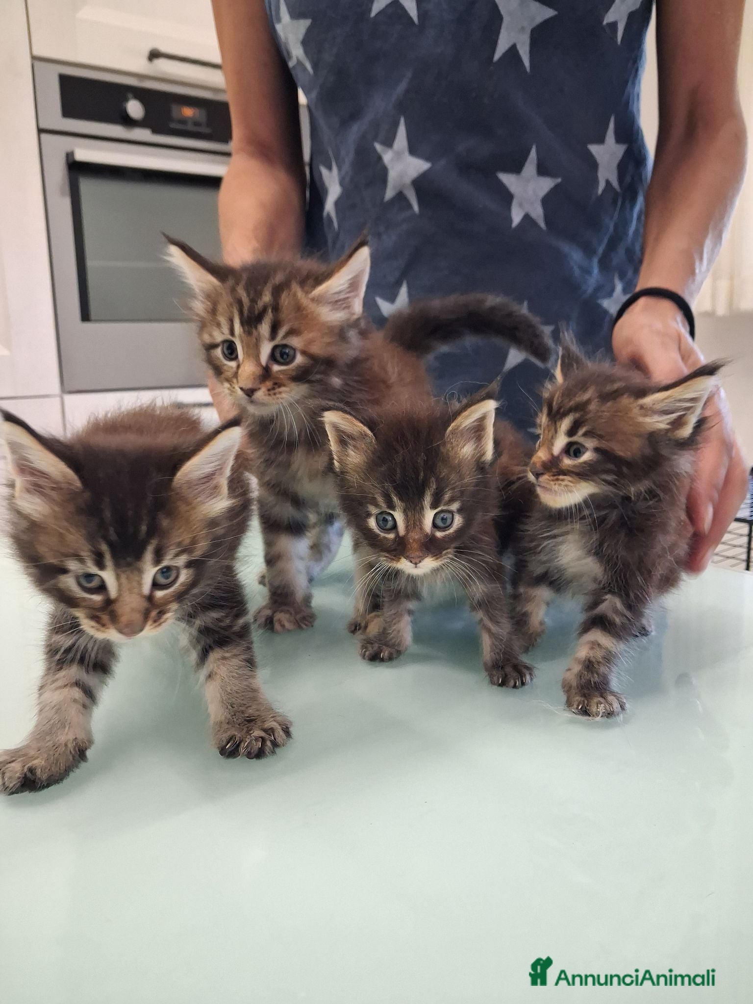 Maine Coon gatti Maine Coon con Pedigree - Annuncio 1