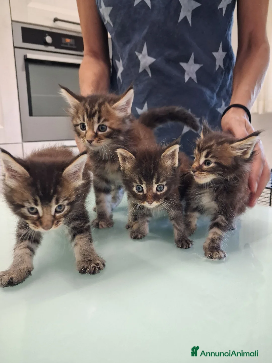 Maine Coon gatti in vendita: Maine Coon con Pedigree - Annuncio 1