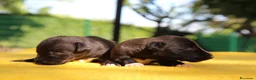 Whippet cani in vendita: Cuccioli di whippet  - Annuncio 4