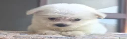 Maltese cani in vendita: Maltese  - Annuncio 4