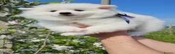 Volpino Italiano cani in vendita: Cuccioli di volpino italiano - Annuncio 9