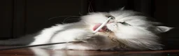 Persiano gatti in vendita: Persiano Chincillà, papà campione - Annuncio 3
