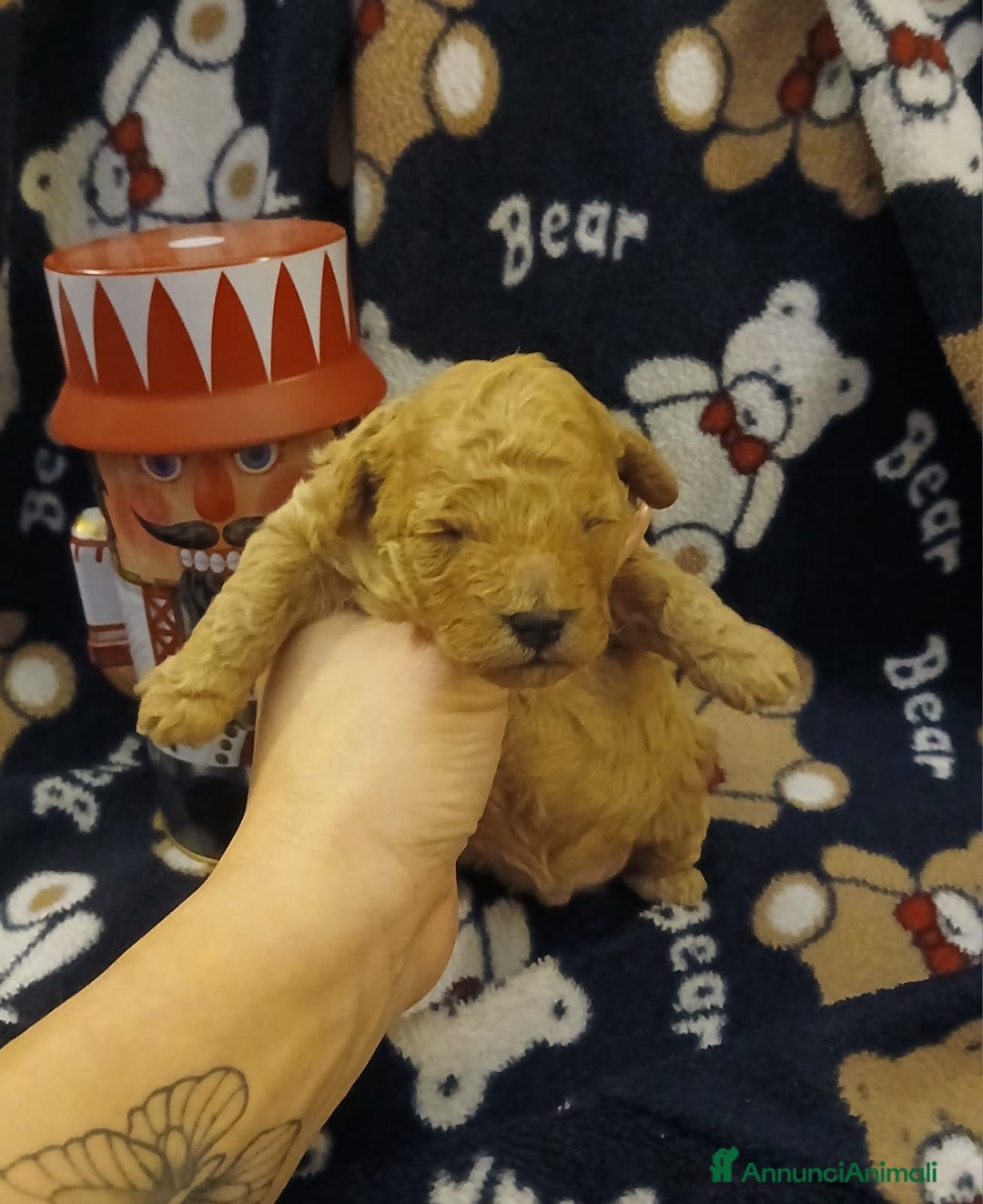 Barboncino Toy cani in vendita: Barboncini toy  - Annuncio 10