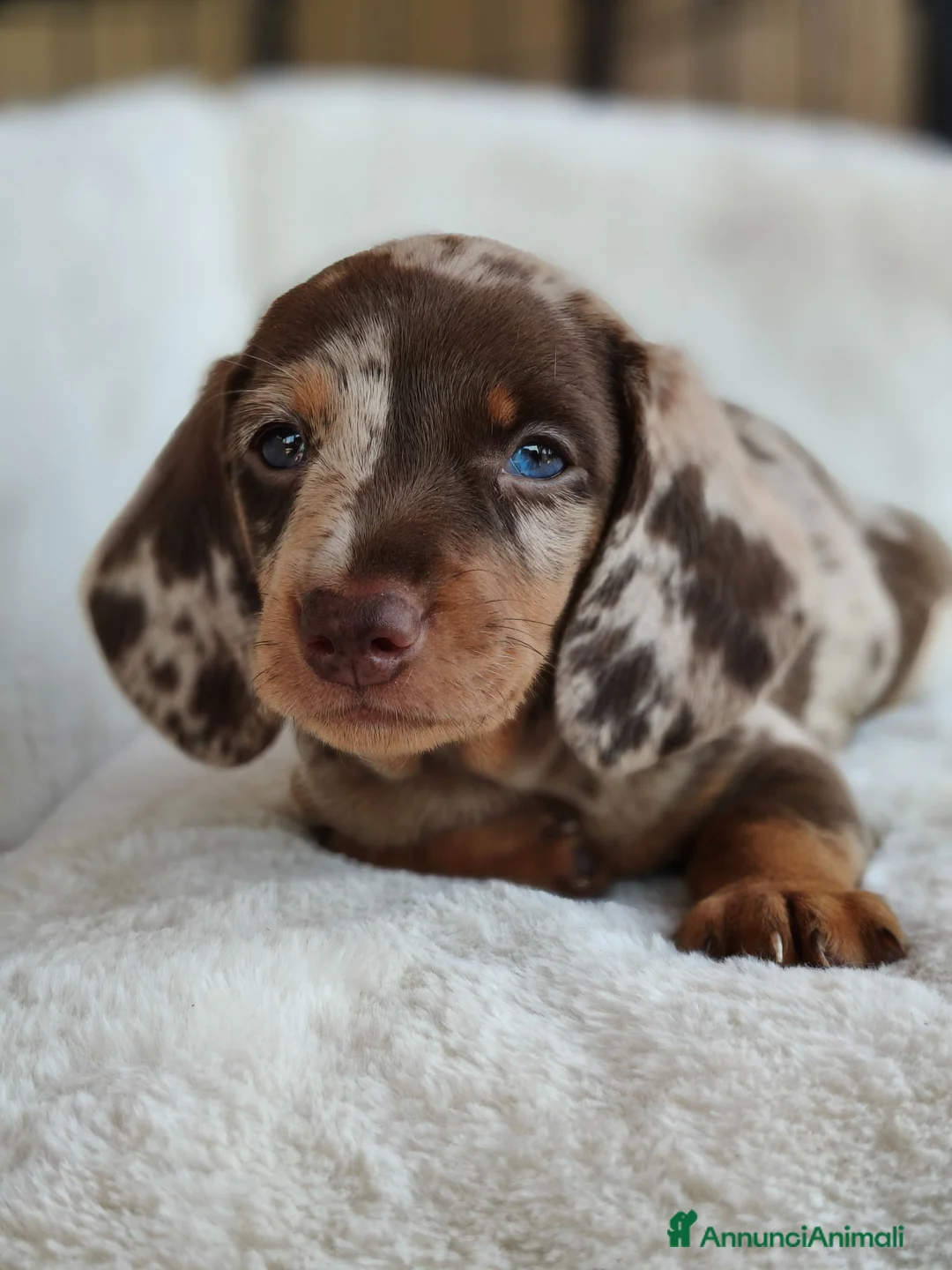 Bassotto cani in vendita: Bassotti cuccioli  - Annuncio 1