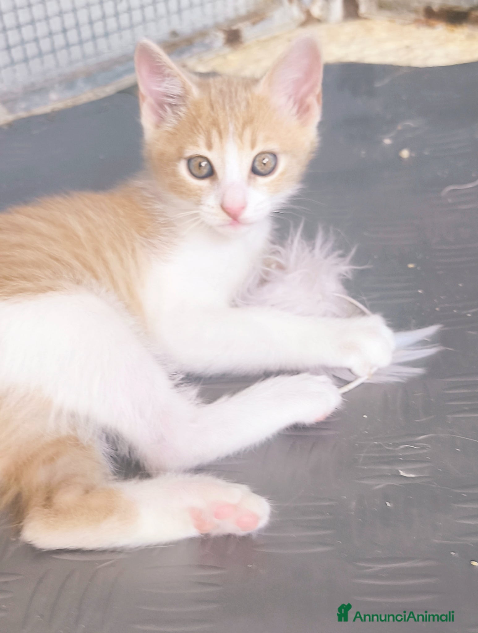 Meticcio gatti Piccolo Whisky e la sua bellissima mamma Elisa  - Annuncio 1