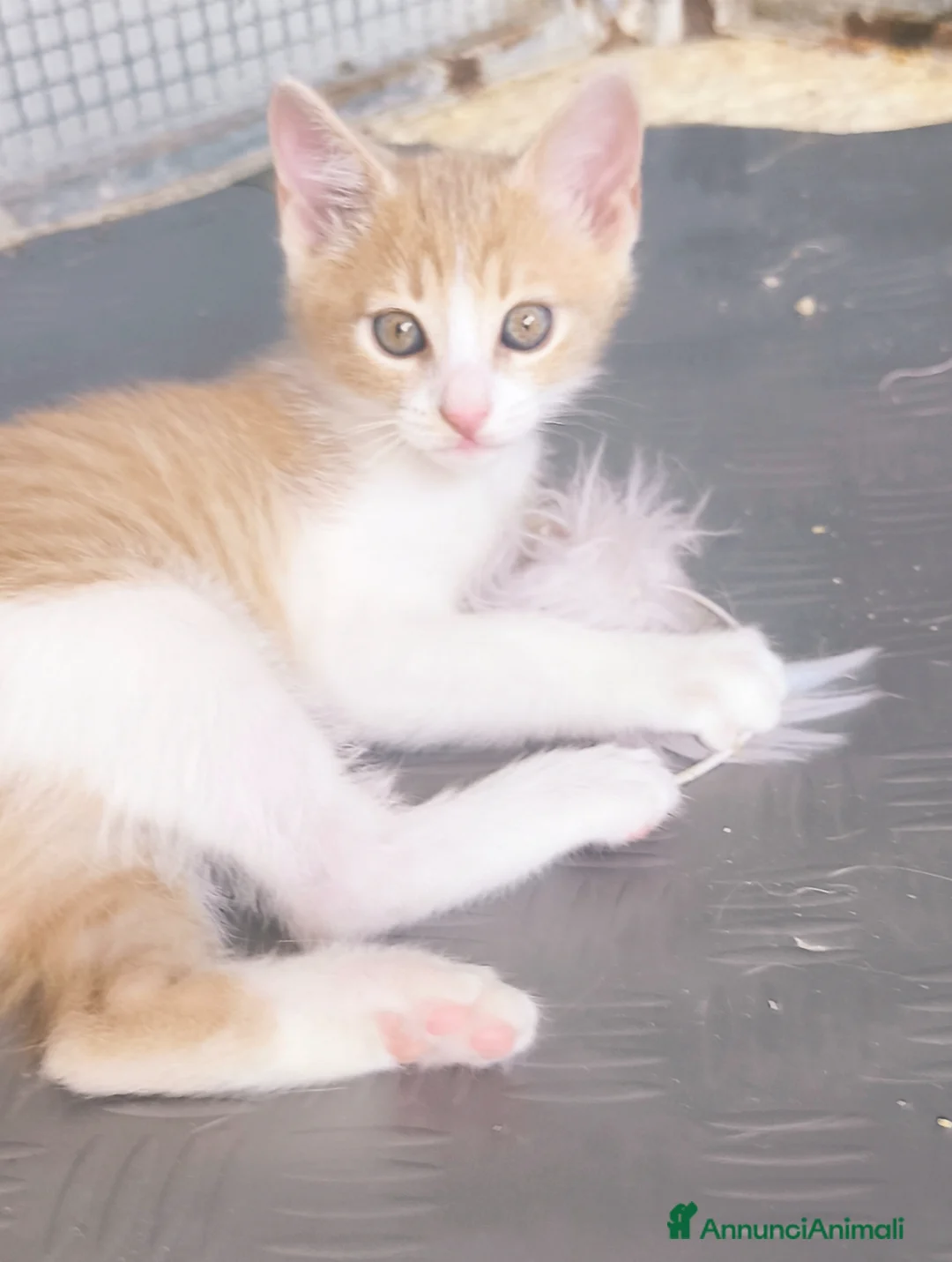 Meticcio gatti in regalo: Piccolo Whisky e la sua bellissima mamma Elisa  - Annuncio 1