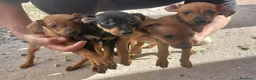 Pinscher Tedesco cani in vendita: Cuccioli pinscher nano  a Provincia di Perugia - Annuncio 2